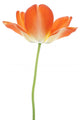 orange tulip 