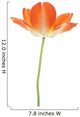 orange tulip 