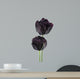 black tulip Wall Decal
