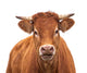 Portrait of a Cow Wall Decal