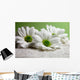 Water Drops on Daisies Wall Mural