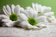 Water Drops on Daisies Wall Mural