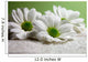 Water Drops on Daisies Wall Mural