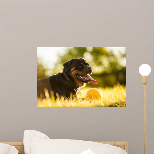Portrait of rottweiler with ball on sunset Wall Mural