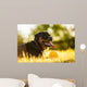 Portrait of rottweiler with ball on sunset Wall Mural