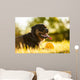 Portrait of rottweiler with ball on sunset Wall Mural