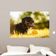 Portrait of rottweiler with ball on sunset Wall Mural