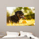 Portrait of rottweiler with ball on sunset Wall Mural