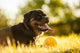 Portrait of rottweiler with ball on sunset Wall Mural