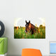 Bay horse lying on the grass in the morning Wall Mural