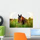 Bay horse lying on the grass in the morning Wall Mural