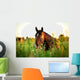 Bay horse lying on the grass in the morning Wall Mural