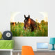Bay horse lying on the grass in the morning Wall Mural