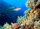 Underwater image of coral reef with shark and divers 
