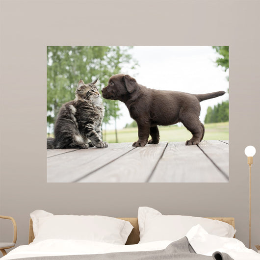 cat and puppy friendship- meeting meet 