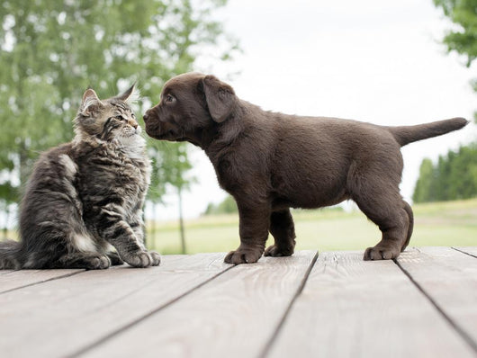 cat and puppy friendship- meeting meet 