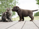 cat and puppy friendship- meeting meet 