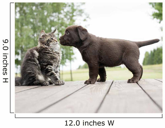 cat and puppy friendship- meeting meet 