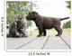 cat and puppy friendship- meeting meet 
