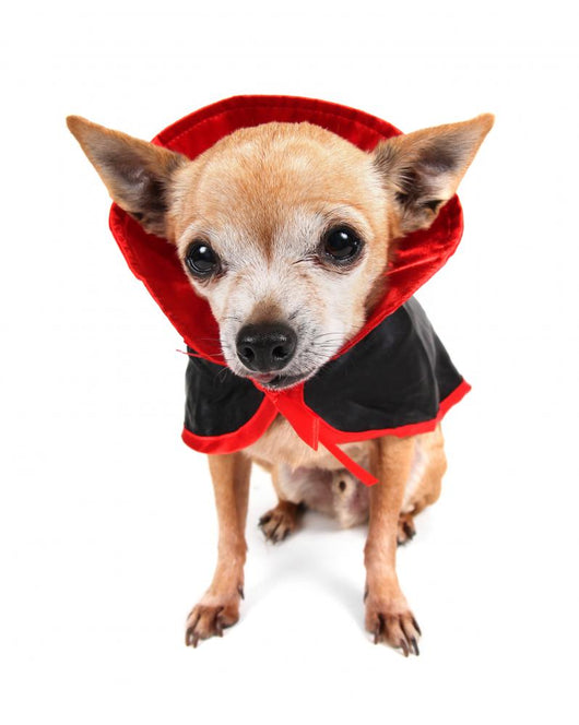Cute Chihuahua Costume Wall Decal