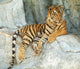 Southeast Asian Tiger Relaxin on a Cliff Wall Mural