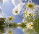 Looking up Trough Daisies Wall Decal