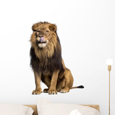 Licking Sitting Lion Wall Decal shown on a wall
