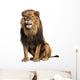 licking sitting Lion Wall Decal