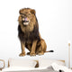 licking sitting Lion Wall Decal
