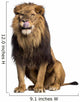 licking sitting Lion Wall Decal