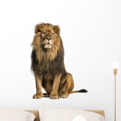 Sitting Photo-realistic Lion Wall Decal shown on a wall