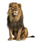 Sitting Photo-Realistic Lion Wall Decal