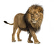 Side View of a Lion Walking Wall Decal