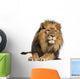 Front view of a Lion lying, Panthera Leo, 10 years old, isolated 