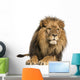 Front view of a Lion lying, Panthera Leo, 10 years old, isolated 