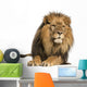 Front view of a Lion lying, Panthera Leo, 10 years old, isolated 