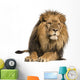 Front view of a Lion lying, Panthera Leo, 10 years old, isolated 