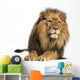 Front view of a Lion lying, Panthera Leo, 10 years old, isolated 