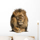 Front view of a Lion lying, crossing paws, Panthera Leo 