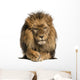 Front view of a Lion lying, crossing paws, Panthera Leo 