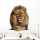 Front view of a Lion lying, crossing paws, Panthera Leo 