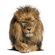 Front view of a Lion lying, crossing paws, Panthera Leo 