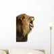 Close-up of a Lion roaring, isolated on white Wall Decal