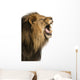 Close-up of a Lion roaring, isolated on white Wall Decal