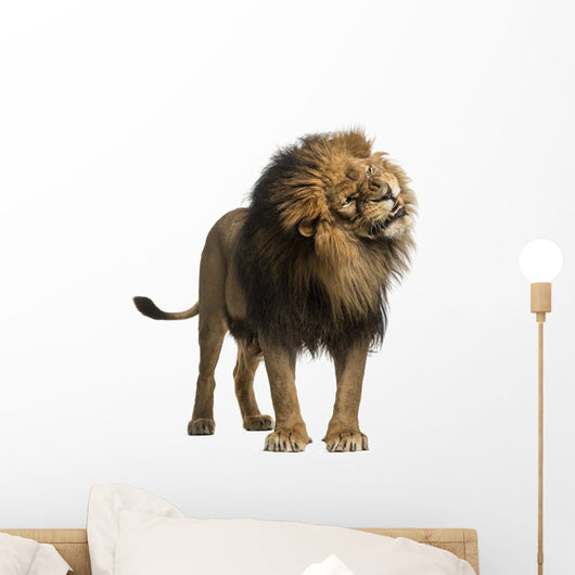 Growling Photo-Realistic Lion Wall Decal