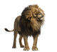 Growling Photo-Realistic Lion Wall Decal