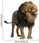 Growling Photo-Realistic Lion Wall Decal