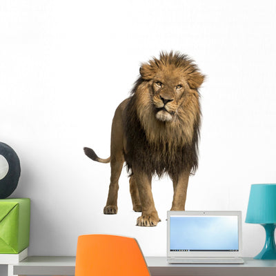 Lion Standing Wall Decal shown on a wall