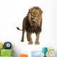 Lion Standing Looking at the Camera Wall Decal