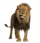 Lion Standing Looking at the Camera Wall Decal